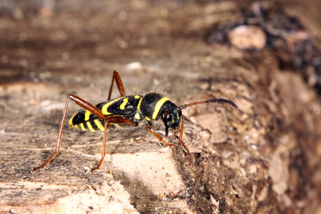 Clytus arietis - Copyright Denis Bourgeois